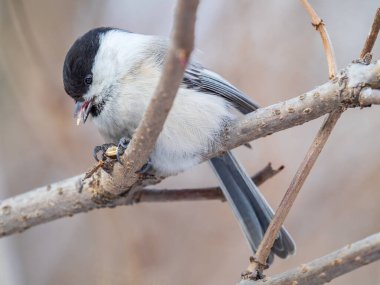 Cute bird The willow tit, song bird sitting on a branch without leaves in the winter. Willow tit perching on tree in winter. The willow tit, lat. Poecile montanus.