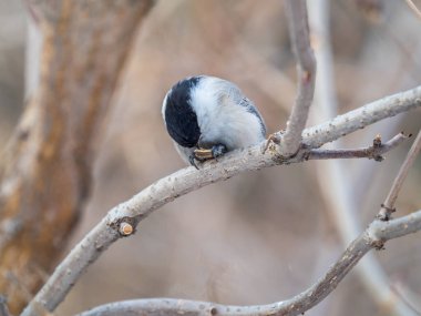 Cute bird The willow tit, song bird sitting on a branch without leaves in the winter. Willow tit perching on tree in winter. The willow tit, lat. Poecile montanus.