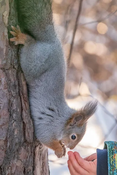 Uma Criança Inverno Alimenta Esquilo Com Uma Noz Bonito Menino — Fotografia de Stock