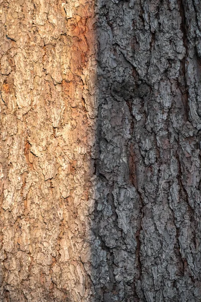 古い木の樹皮の質感や背景 — ストック写真