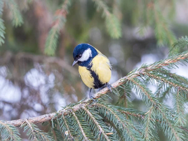 Cute Bird Great Tit Songbird Sitting Nice Fir Branch Parus — Foto de Stock