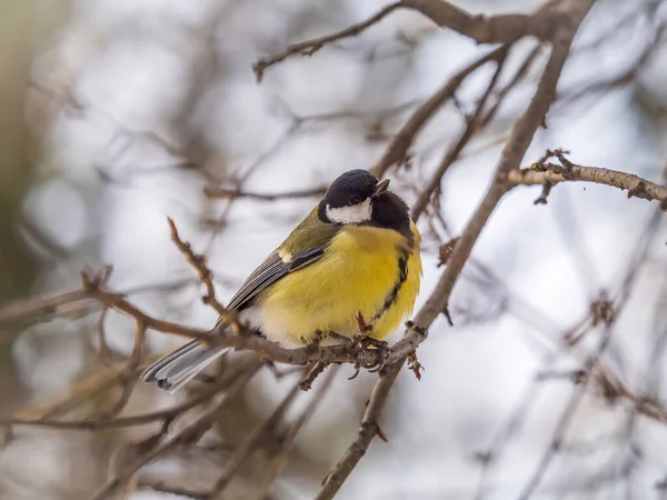 Cute Bird Great Tit Songbird Sitting Branch Leaves Autumn Winter —  Fotos de Stock