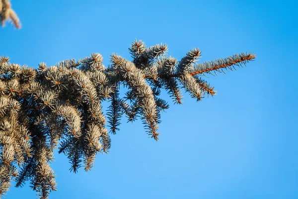 Green Spruce Branches Needles Cones Blue Sky Winter Many Cones — Stock Photo, Image