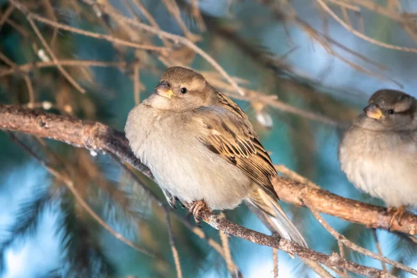 Sparrow Est Assis Sur Une Branche Sapin Dans Lumière Coucher — Photo