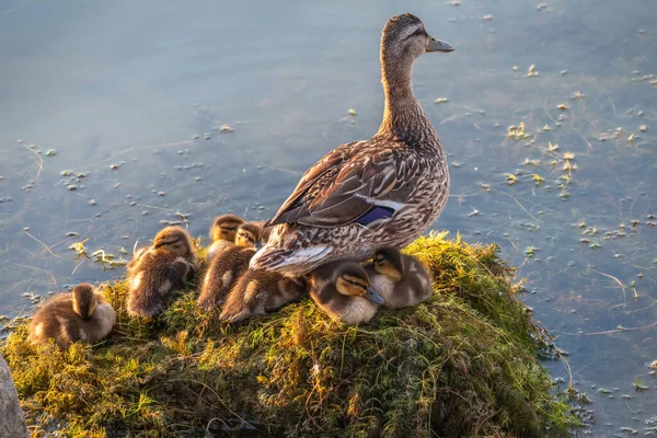 Pato Adulto Com Muitos Patinhos Senta Costa Verde Lagoa Patinhos — Fotografia de Stock