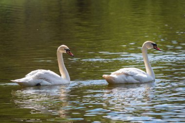 İki zarif beyaz kuğu karanlık suda yüzüyor. Dilsiz kuğu, Cygnus rengi.