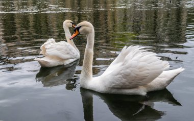 İki zarif beyaz kuğu karanlık suda yüzüyor. Dilsiz kuğu, Cygnus rengi.