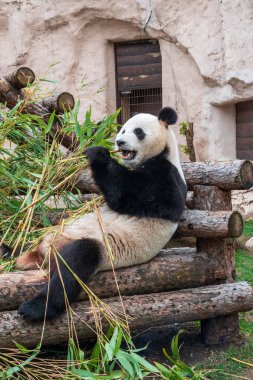 Dev Panda bambu sapı yerken oturur. Dev panda, Ailuropoda melanoleuca