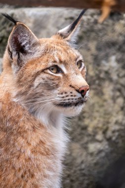 Avrasya vaşağının portresi. Avrasyalı vaşak, lat. Luchs vaşak, Avrupa 'dan Orta Asya ve Sibirya' ya kadar uzanan orta büyüklükte bir vahşi kedidir..