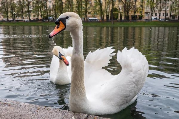 Two Graceful White Swans Swim Pond City Park Mute Swan — Stock Photo, Image