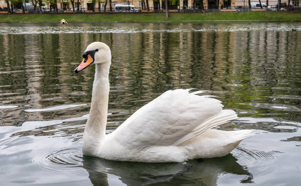 Graceful White Swan Swim Pond City Park Mute Swan Cygnus — Stock Photo, Image