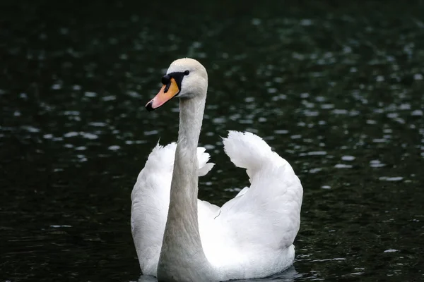 Graciös Vit Svan Som Simmar Sjö Med Mörkt Vatten Den — Stockfoto