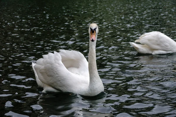 Grazioso Cigno Bianco Che Nuota Lago Con Acqua Scura Cigno — Foto Stock