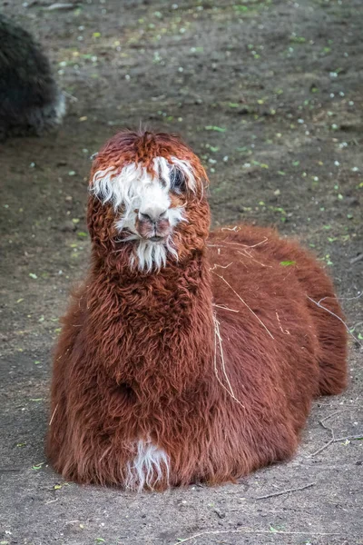 A brown alpaca laying on the ground in a farm. The alpaca, Lama pacos, is a species of South American camelid mammal. Alpacas are grown for shearing wool