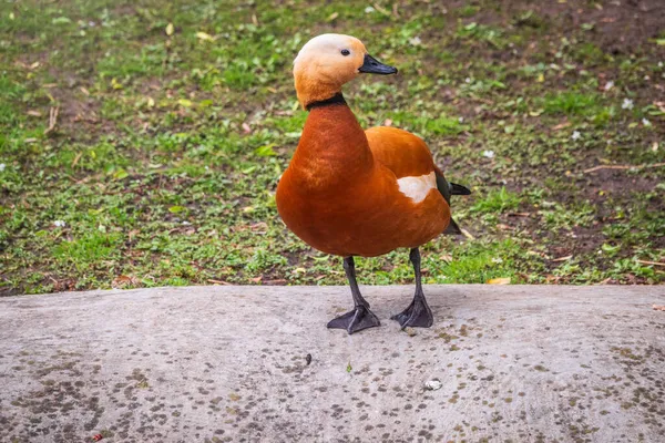 Ruddy Shelduck Steht Auf Steinpflaster Ruddy Shelduck Tadorna Ferruginea Handelt — Stockfoto