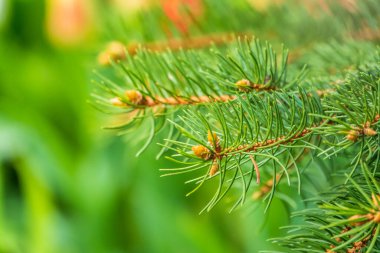 Baharda filizlenmiş fidan dalları. Baharda genç yeşil ladin filizleri. Yeşil arka planda ladin dalları. Bahar ormanlarında dalda yetişen köknar ağacı filizleri.