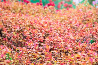 Genç kırmızı-turuncu yaprakları ile çalıdalları. Arka plan görüntüsü.