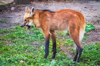 Maned Wolf, Chrysocyon brachyurus, çimenlerde yürüyor. Güney Amerika 'nın büyük bir köpek dişi.