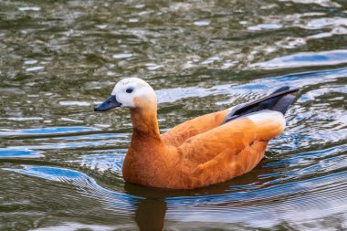 Ruddy Shelduck, ya da kırmızı ördek, Lat. Tadorna Ferruginea, gölde yüzüyor. Ördeklerden oluşan bir su kuşu familyasıdır. Kuşun turuncu-kahverengi tüyleri ve açık renkli bir kafası vardır..