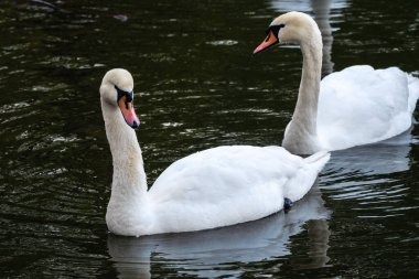İki zarif beyaz kuğu karanlık suda yüzüyor. Dilsiz kuğu, Cygnus rengi.