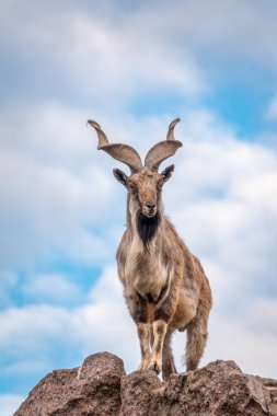 Markhor, Capra Falconeri, Orta Asya 'ya özgü vahşi keçi Karakoram ve Himalayalar mavi gökyüzü arka planında duran kayalar. Erkekler sıkıca kıvrılmış, tirbuşon gibi boynuzları var, 160 cm uzunluğunda.