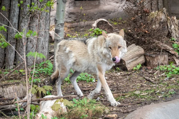 緑の芝生の上の森の中で灰色のオオカミ オオカミ オオカミ オオカミ オオカミ Canis Lupus ユーラシアと北米に生息する大規模な犬種である — ストック写真