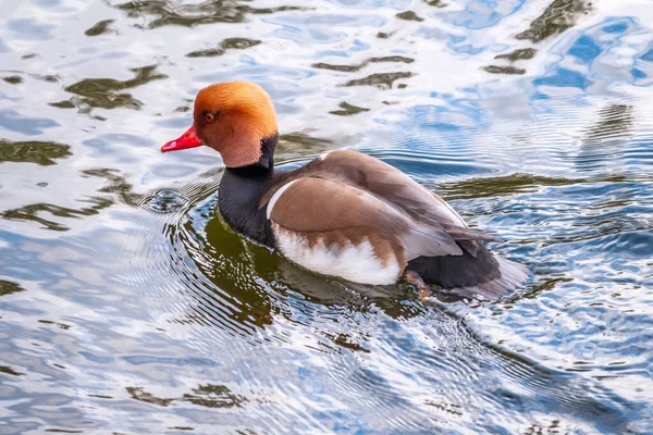 Beautiful duck, Red-crested pochard, lat. Netta rufina, male on the river. The red-crested pochard is a large diving duck