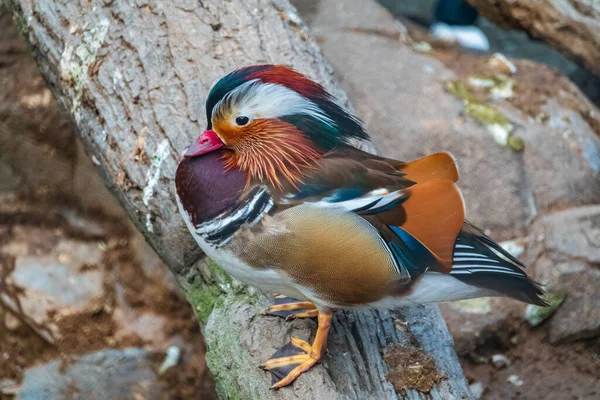 Beautiful male or drake mandarin duck with pretty feathers. The mandarin duck, lat. Aix galericulata, is medium-sized perching duck