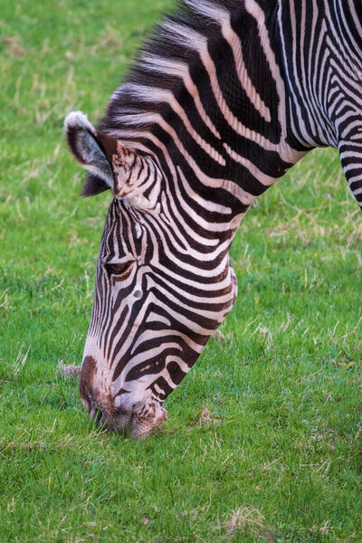 Grevy's zebra, lat Equus grevyi, also known as the imperial zebra eats green grass. Zebra portrait, Detail of head. Wild life animal.