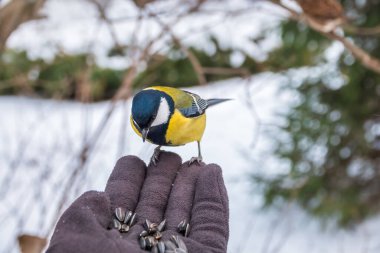 The tit eats seeds from a hand. A tit bird sitting on the hand and eating nuts. Caring for animals in winter or autumn.
