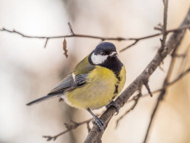 Cute bird Great tit, songbird sitting on a branch without leaves in the autumn or winter. Parus major