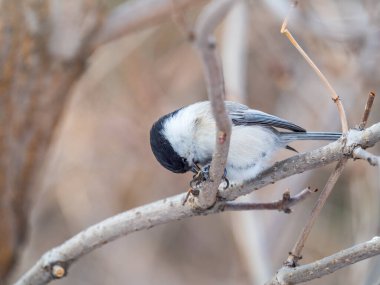 Cute bird The willow tit, song bird sitting on a branch without leaves in the winter. Willow tit perching on tree in winter. The willow tit, lat. Poecile montanus.