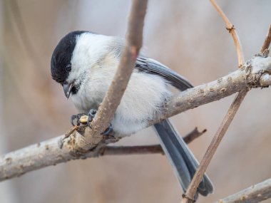 Cute bird The willow tit, song bird sitting on a branch without leaves in the winter. Willow tit perching on tree in winter. The willow tit, lat. Poecile montanus.
