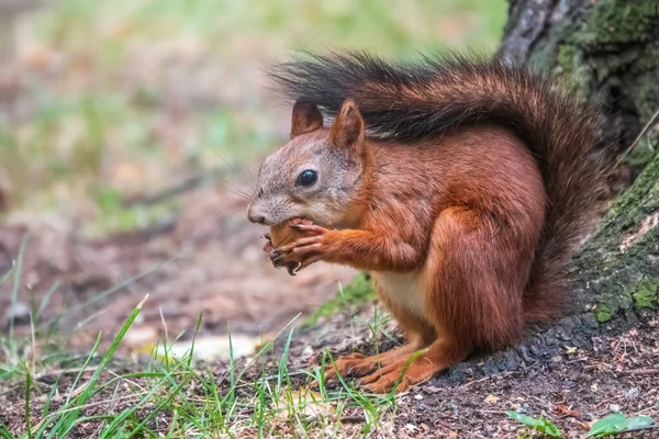 Eichhörnchen Sommer Mit Mutter Auf Grünem Gras Unter Einem Großen — Stockfoto