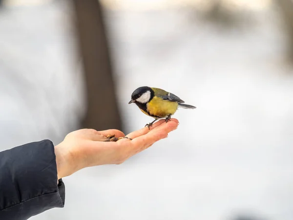 Girl Feeds Tit Palm Bird Sits Woman Hand Eats Seeds — Stok fotoğraf