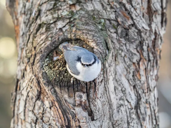 유라시아 Nutch Nuthatch Lat 유로파에 나무줄기에 있습니다 의작은 눈꺼풀 이달려 — 스톡 사진