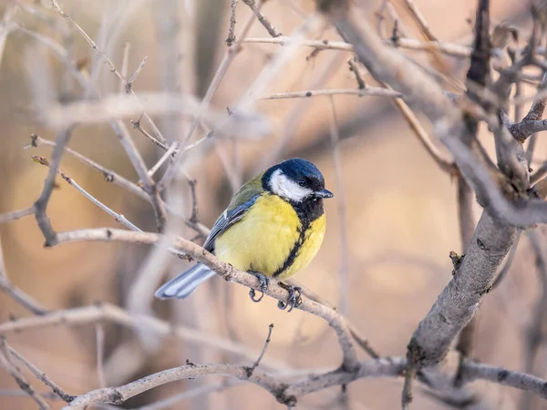 Putzige Vogel Kohlmeise Singvogel Sitzt Auf Einem Zweig Ohne Blätter — Stockfoto