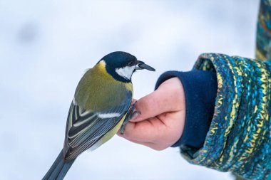 The Great tit eats seeds from a palm of little boy. A tit bird sitting on the hand and eating seeds. Hungry bird Great tit eating seeds from a hand during autumn