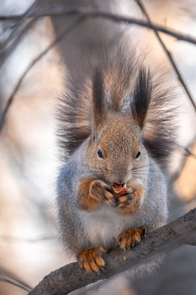 有坚果的松鼠在冬天或秋天的晚些时候坐在树上 欧亚红松鼠 粗壮的科学龙 — 图库照片