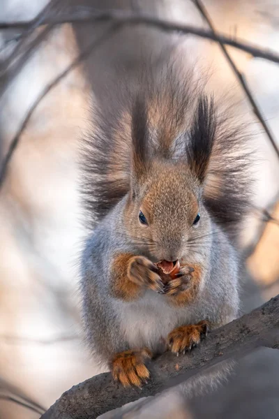 Ardilla Con Nuez Sienta Árbol Invierno Finales Otoño Ardilla Roja — Foto de Stock