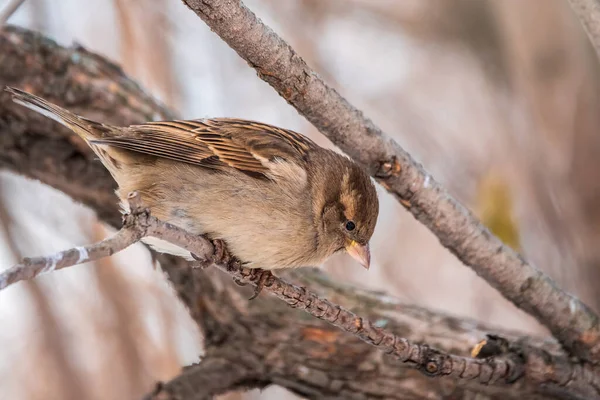 Sparrow Zit Een Tak Zonder Bladeren Sparrow Een Tak Herfst — Stockfoto