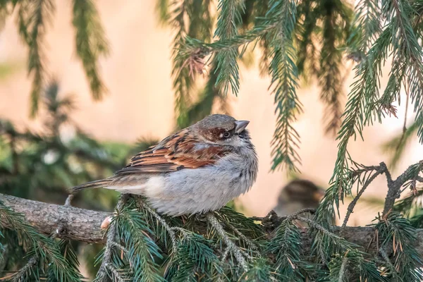 Sparrow Zit Een Dennentak Bij Zonsondergang Sparrow Een Tak Herfst — Stockfoto