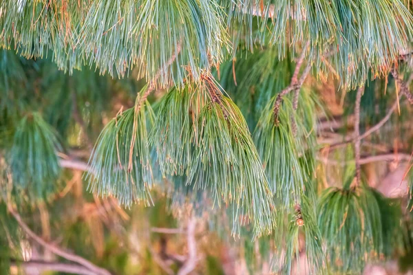 Gałęzie Cedrowe Długimi Puszystymi Igłami Pięknym Rozmytym Tle Pinus Sibirica — Zdjęcie stockowe