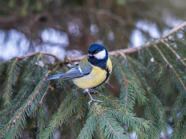 Cute Bird Great Tit Songbird Sitting Nice Fir Branch Parus — 스톡 사진