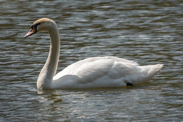 Grazioso Cigno Bianco Che Nuota Lago Con Acqua Verde Scuro — Foto Stock