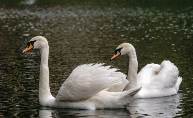 İki zarif beyaz kuğu karanlık suda yüzüyor. Dilsiz kuğu, Cygnus rengi.