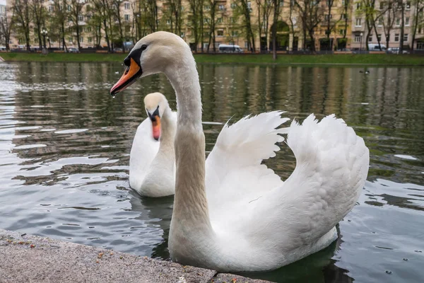 Due Graziosi Cigni Bianchi Nuotano Nello Stagno Nel Parco Cittadino — Foto Stock