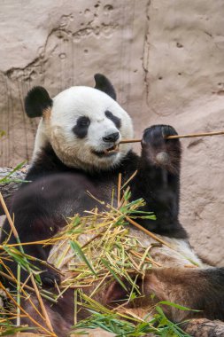 Dev Panda bambu sapı yerken oturur. Dev panda, Ailuropoda melanoleuca