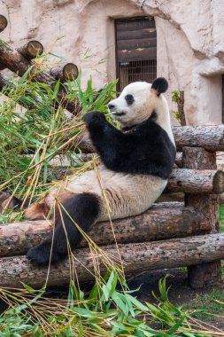 Dev Panda bambu sapı yerken oturur. Dev panda, Ailuropoda melanoleuca