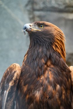 Yırtıcı Kuş Altın Kartal 'ın portresi. Altın kartal, Aquila chrysaetos, kuzey yarımkürede yaşayan bir yırtıcı kuş türüdür..